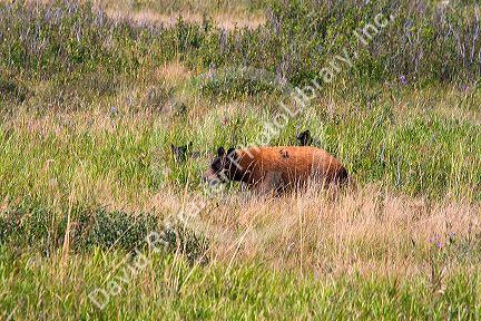 Cinnamon bear with cubs in the Waterton Lakes National Park, Alberta, Canada.