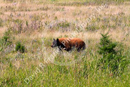 Cinnamon bear in the Waterton Lakes National Park, Alberta, Canada.