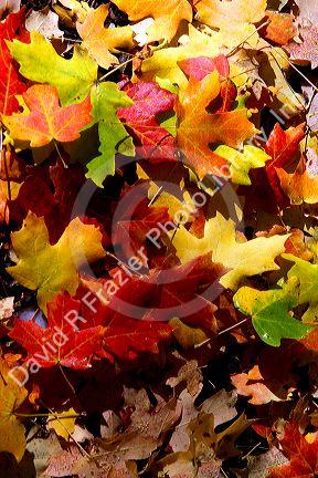 Colorful fallen deciduous tree leaves on the forest floor in Logan Canyon, Utah, USA.