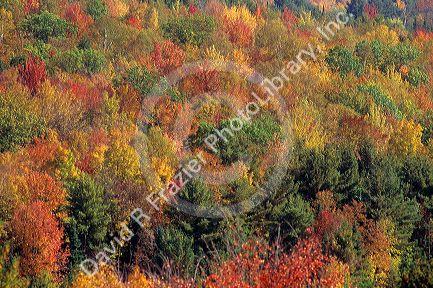 Fall foliage in a New England forest, Vermont.