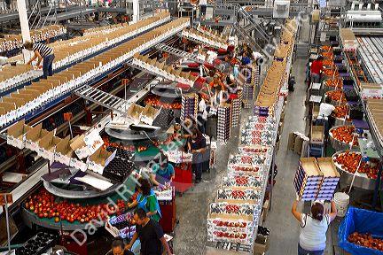 Workers sort peaches at the Symms Fruit Ranch packing facility near Sunny Slope, Idaho, USA.
