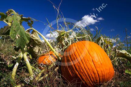 Pumpkin patch in Canyon County, Idaho, USA.