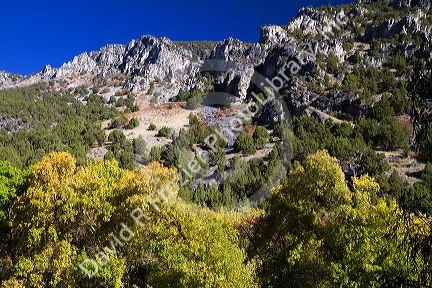 The Bear River Mountains in Logan Canyon, Utah, USA.