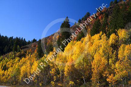 Autumn color along U.S. Route 89 in Logan Canyon, Utah, USA.