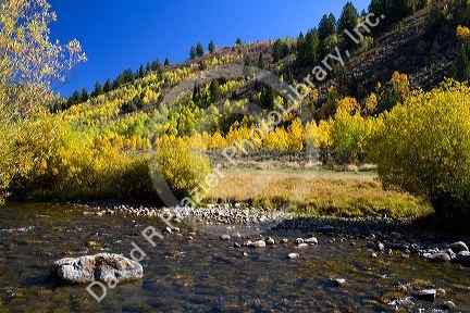 Autumn color along the Logan River in Logan Canyon, Utah, USA.