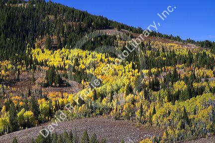 Autumn color along U.S. Route 89 in Logan Canyon, Utah, USA.