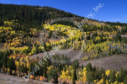 Autumn color along U.S. Route 89 in Logan Canyon, Utah, USA.