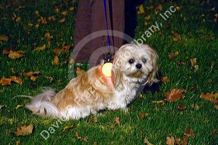 Small dog on a leash wearing a light a night in Boise, Idaho, USA.
