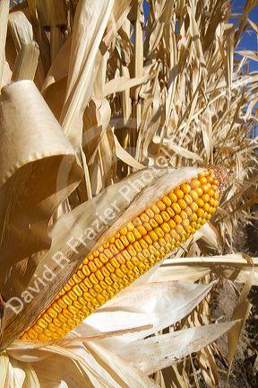 A crop of ripe dent corn ready for harvest in Canyon County, Idaho, USA.