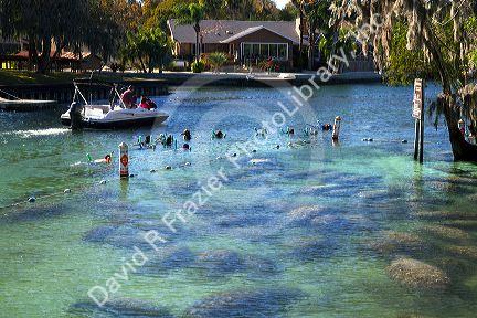 Tourists viewing manatees in the Crystal River National Wildlife Refuge at Kings Bay, Florida, USA.