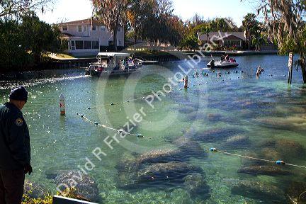 Tourists viewing manatees in the Crystal River National Wildlife Refuge at Kings Bay, Florida, USA.