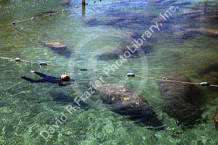 Tourists viewing manatees with a snorkel and mask in the Crystal River National Wildlife Refuge at Kings Bay, Florida, USA.