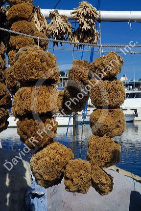 Sponge harvested from the Gulf of Mexico at Tarpon Springs, Florida, USA.