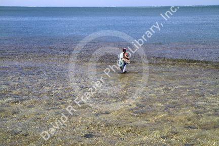 Net fishing in a lagoon on the island of Tahiti, French Polynesia.