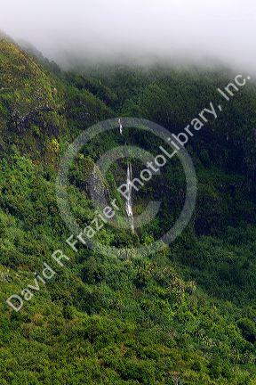 Lush vegetation on the island of Moorea, French Polynesia.