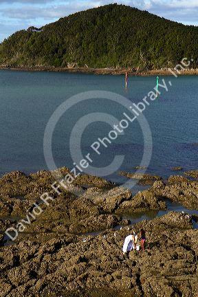 Woman collecting mussels along the rocky coast of Bay of Island, North Island, New Zealand.