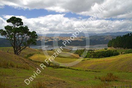 Rolling hills of the Coromandel Peninsula in the North Island of New Zealand.
