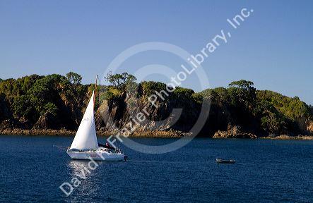 Sail boat in the Bay of Islands, North Island, New Zealand.