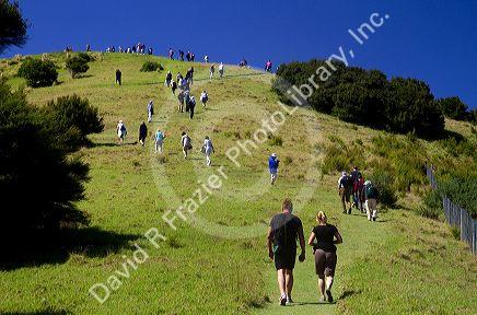 Tourists hike on an island in the Bay of Islands, North Island, New Zealand.