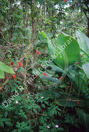 A water fall in the El Yunque rain forest of Puerto Rico.