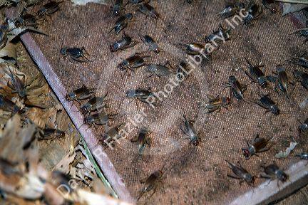 Cricket farm in the Lam Dong Province, Vietnam.