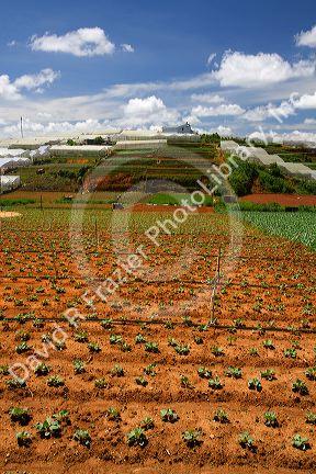 Vegetable production agriculture crop in Da Lat, Vietnam.
