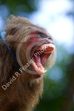 Stump-tailed macaque near Da Lat, Vietnam.
