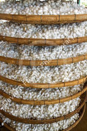 Commercial silk factory in Lam Dong Province, Vietnam.