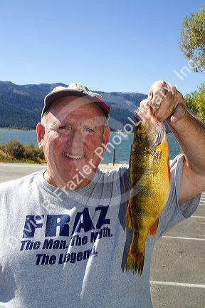 Fisherman displaying his catch of a yellow perch at Lake Cascade in Valley County, Idaho, USA.