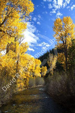 Trees in autumn color along the Big Wood River near Ketchum, Idaho, USA.