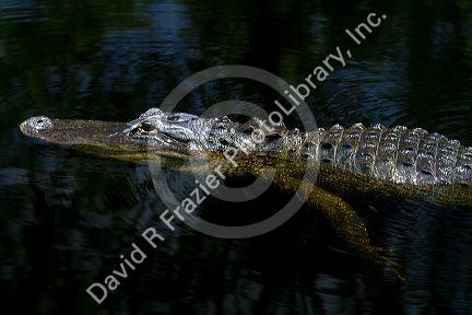 American alligator in the everglades of Florida, USA.