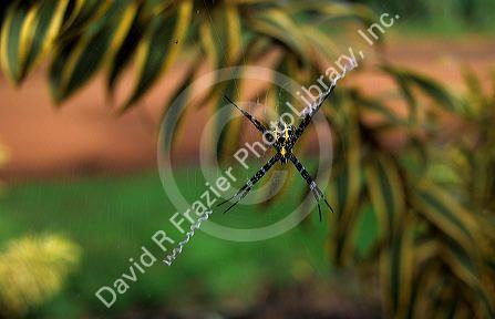 Black and yellow argiope female spider in Hawaii.