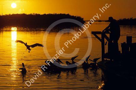 Pelicans and fisherman with sunset at an estuary in Key West, Florida.
