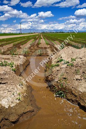 Erosion created by excessive irrigation water use in Canyon County, Idaho, USA.