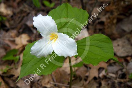 White trillium flower growing wild on the forest floor of Michigan, USA.