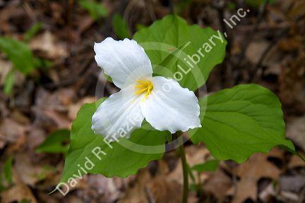 White trillium flower growing wild on the forest floor of Michigan, USA.