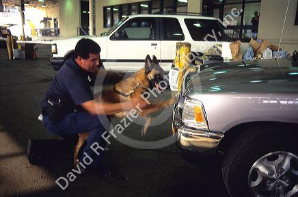 United States immigration officer with a drug sniffing dog at the Mexico border.