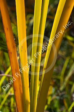 Close up of cattail fronds in Boise, Idaho, USA.