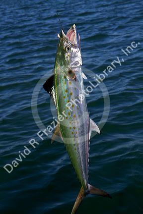 Line caught spanish mackerel in Florida, USA.