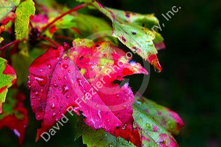 Maple leaf fall foliage on a moist moring near Stowe, Vermont, USA.