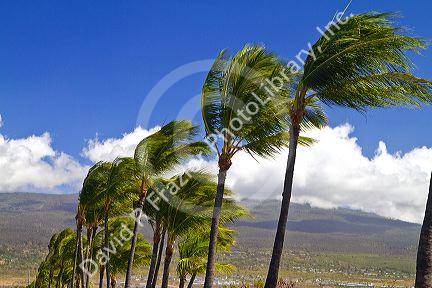Palm trees blowing in the wind on the Big Island of Hawaii, Hawaii, USA.