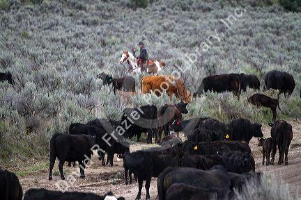 Cowboy working a cattle drive on grazing land at City of Rocks National Reserve, Idaho, USA.