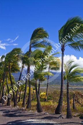 Palm trees blowing in the wind on the Big Island of Hawaii, Hawaii, USA.