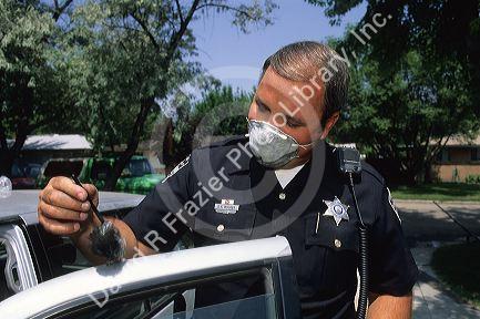 A police officer fingerprinting a car door.  CSI, crime scene investigator, collecting evidence.