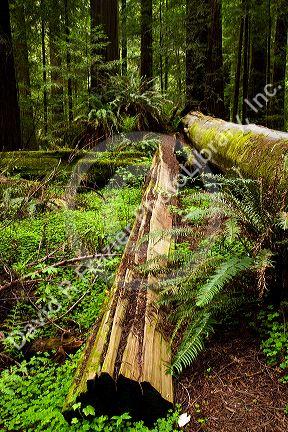 Fallen redwood trees and ferns on the forest floor in Northern California, USA.