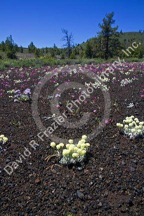 Spring wildflowers at Craters of the Moon National Monument