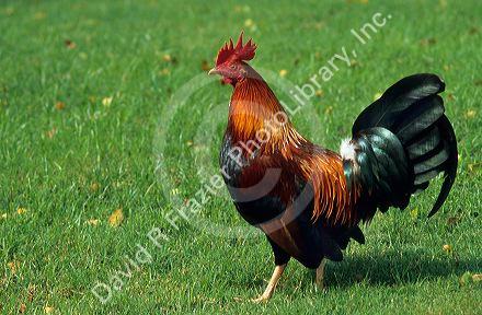 A wild rooster in Kauai, Hawaii.