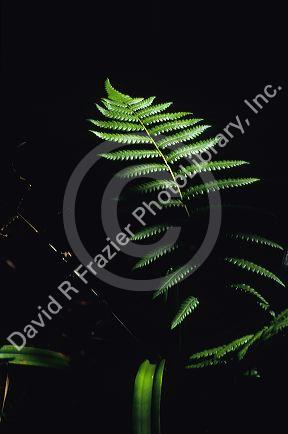 A fern in the Florida Everglades.