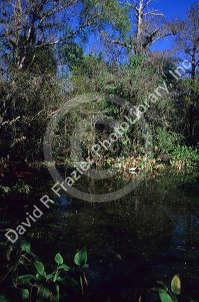 A great egret fishing in a pond at Big Cypress Bend boardwalk in the Florida Everglades.