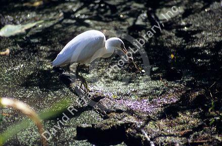 A snowy egret fishing in a pond at Big Cypress Bend boardwalk in the Florida Everglades.